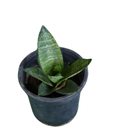 Snake plant green, Sansevieria, dwarf snake plant, compact snake plant