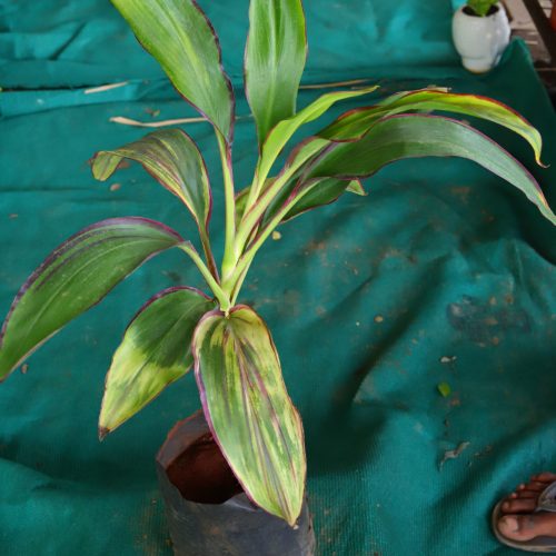 draceana, variegated plant, colored plant, Healthy Dracaena Variegated Plant, Indoor Variegated Dracaena Plant