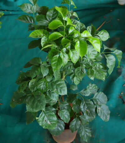 china doll plant, Radermachera