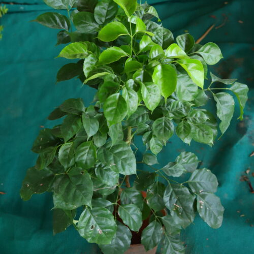 china doll plant, Radermachera