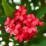 "Plumeria/Champa Flower Plant - Red with vibrant red blossoms and lush green leaves, perfect for home gardens, balconies, and outdoor spaces. Available online at Bhumij Plants."