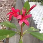 Plumeria/Champa Flower Plant - Red with vibrant red blossoms and lush green leaves, perfect for home gardens, balconies, and outdoor spaces. Available online at Bhumij Plants.
