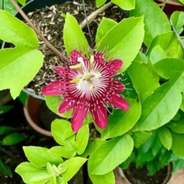 Rakhi/Passion/Passiflora/Krishna Kamal Flower Plant - Red with intricate petals and lush green leaves, perfect for home gardens and spiritual spaces. Buy online from Bhumij Plants