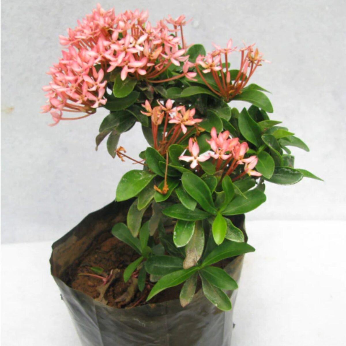 Rangan/Ixora Flower Plant (Pink) in full bloom with vibrant pink flowers and dense green foliage, perfect for home gardens, borders, and landscapes. Buy online from Bhumij Plants