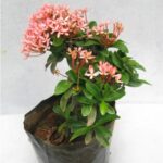 Rangan/Ixora Flower Plant (Pink) in full bloom with vibrant pink flowers and dense green foliage, perfect for home gardens, borders, and landscapes. Buy online from Bhumij Plants
