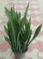 Snake Plant, Green snake plant, bushy snake plant, long snake plant, Sansevieria trifasciata