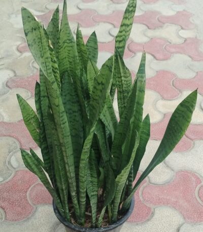 Snake Plant, Green snake plant, bushy snake plant, long snake plant, Sansevieria trifasciata