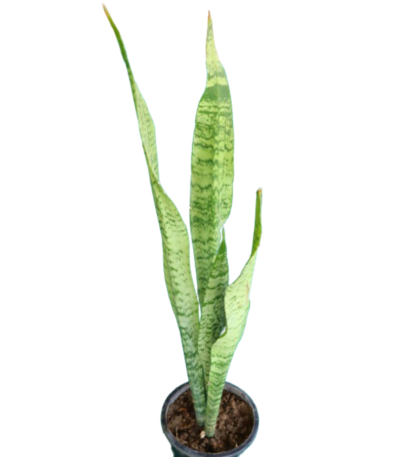 snake plant, sansevieria, long snake plant, green snake plant