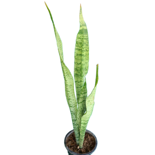 snake plant, sansevieria, long snake plant, green snake plant