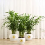 areca palm, indoor plants