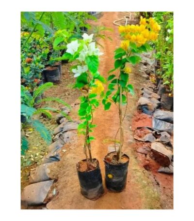 Bougainvillea flower plant, online flower plant Bougainvillea