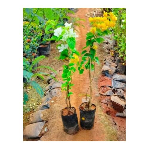 Bougainvillea flower plant, online flower plant Bougainvillea