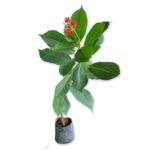 Jatropha plant with lush green leaves and bright red flowers in a pot