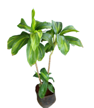 Dracaena, Dracaena Rosea Green