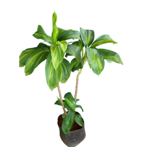 Dracaena, Dracaena Rosea Green