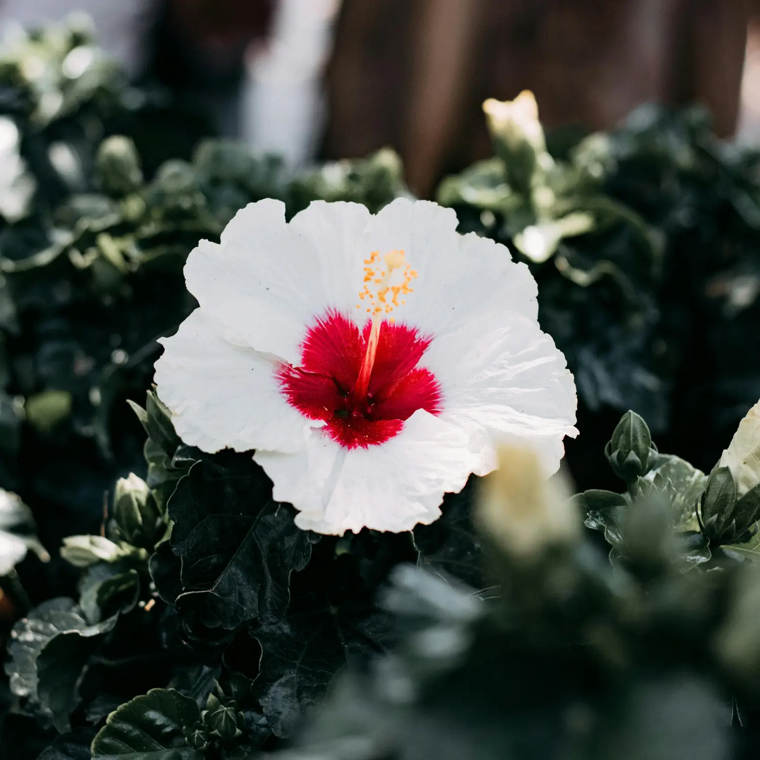 White hibiscus flower with red center in a natural jungle setting, surrounded by dark green leaves