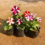 Petunia plant in a 4-inch nursery bag, showcasing vibrant flowers, perfect for winter gardening from Bhumij Plants.