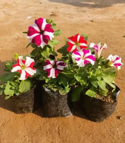 Petunia plant in a 4-inch nursery bag, showcasing vibrant flowers, perfect for winter gardening from Bhumij Plants.