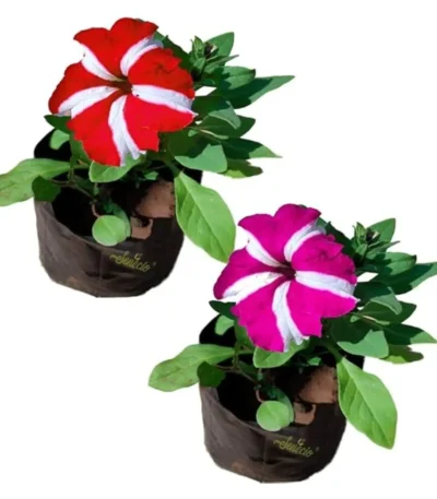 Petunia plant in a 4-inch nursery bag, showcasing vibrant flowers, perfect for winter gardening from Bhumij Plants