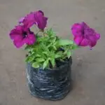 Petunia plant in a 4-inch nursery bag, showcasing vibrant flowers, perfect for winter gardening from Bhumij Plants