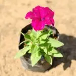 Petunia plant in a 4-inch nursery bag, showcasing vibrant flowers, perfect for winter gardening from Bhumij Plants