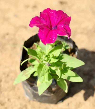 Petunia plant in a 4-inch nursery bag, showcasing vibrant flowers, perfect for winter gardening from Bhumij Plants