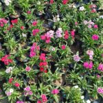 Dianthus plant in a 4-inch nursery bag, showcasing vibrant winter blooms, available from Bhumij Plants