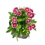 Dianthus plant in a 4-inch nursery bag, showcasing vibrant winter blooms, available from Bhumij Plants