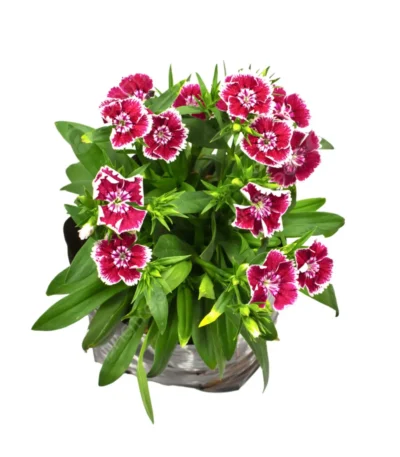 Dianthus plant in a 4-inch nursery bag, showcasing vibrant winter blooms, available from Bhumij Plants