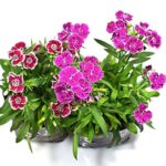 Dianthus plant in a 4-inch nursery bag, showcasing vibrant winter blooms, available from Bhumij Plants.