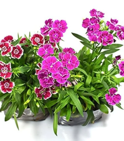 Dianthus plant in a 4-inch nursery bag, showcasing vibrant winter blooms, available from Bhumij Plants.