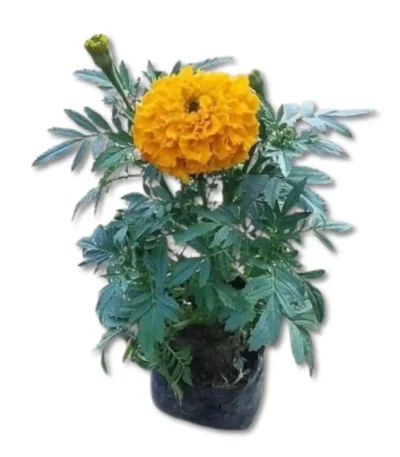 Marigold (Genda) plant in a 4-inch nursery bag, showcasing bright orange and yellow blooms, perfect for winter gardens from Bhumij Plants