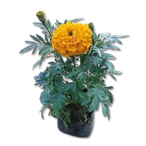 Marigold (Genda) plant in a 4-inch nursery bag, showcasing bright orange and yellow blooms, perfect for winter gardens from Bhumij Plants