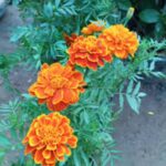 Marigold Jefra (Genda) plant in a 4-inch nursery bag, showcasing bright yellow and orange blooms, perfect for winter gardens from Bhumij Plants.