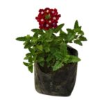 Verbena Flower Plant in 4-inch nursery bag with vibrant clusters of pink, purple, and red flowers, ideal for garden beds and hanging baskets from Bhumij Plants.