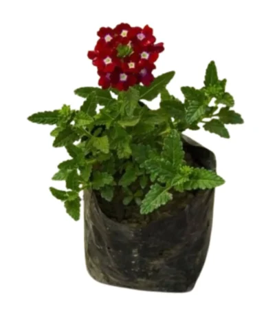 Verbena Flower Plant in 4-inch nursery bag with vibrant clusters of pink, purple, and red flowers, ideal for garden beds and hanging baskets from Bhumij Plants.