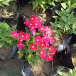 Verbena Flower Plant in 4-inch nursery bag with vibrant clusters of pink, purple, and red flowers, ideal for garden beds and hanging baskets from Bhumij Plants.