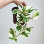 N'Joy Pothos, Money Plant