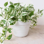 N'Joy Pothos, Money plant, variegated, white and greeb leaf