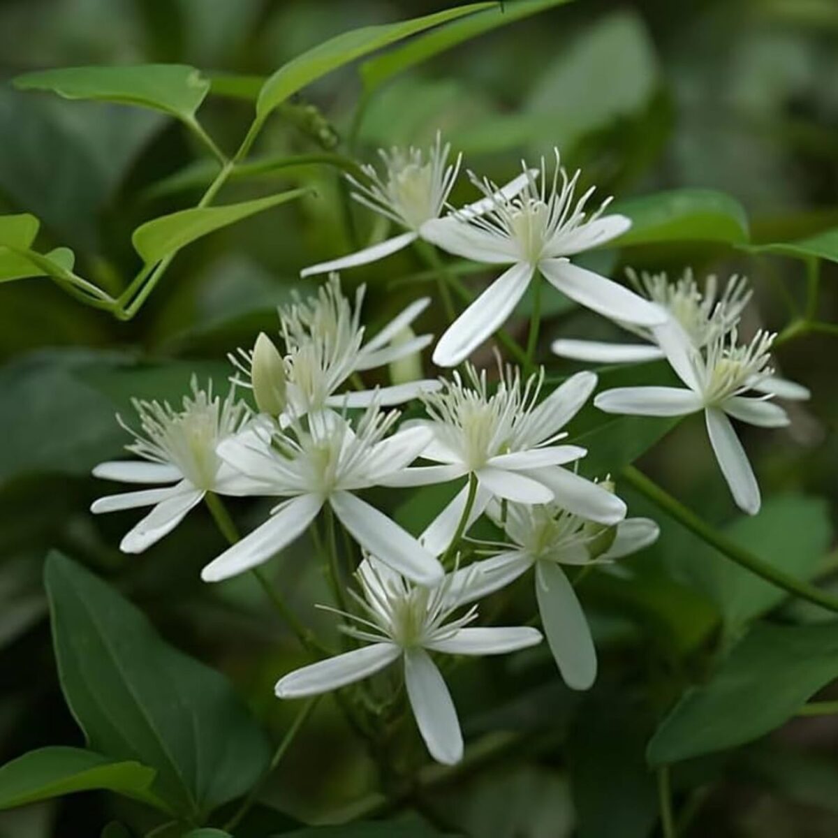 Aromatic Juhi (Jui) Flower Plant – Lush green foliage with delicate, fragrant white blooms, perfect for home gardens, balconies, and outdoor spaces. Available for Pan India delivery from Bhumij Plants.