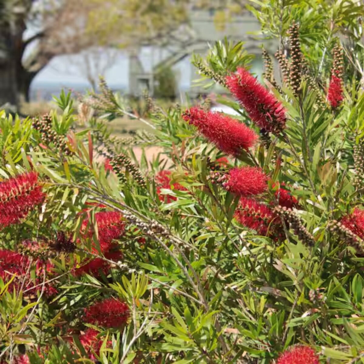 Bottle Brush Flower Plant with vibrant red, brush-like blooms and lush green foliage. A hardy, low-maintenance outdoor flowering shrub perfect for gardens, balconies, and landscapes. Buy online from Bhumij Plants with PAN India delivery.
