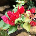 "Bhumij Plants' Red Bougainvillea Flower Plant with vibrant blossoms for home gardens"