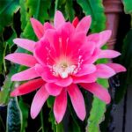 Bhumij Plants' Brahma Kamal Flower Plant with its rare and sacred bloom