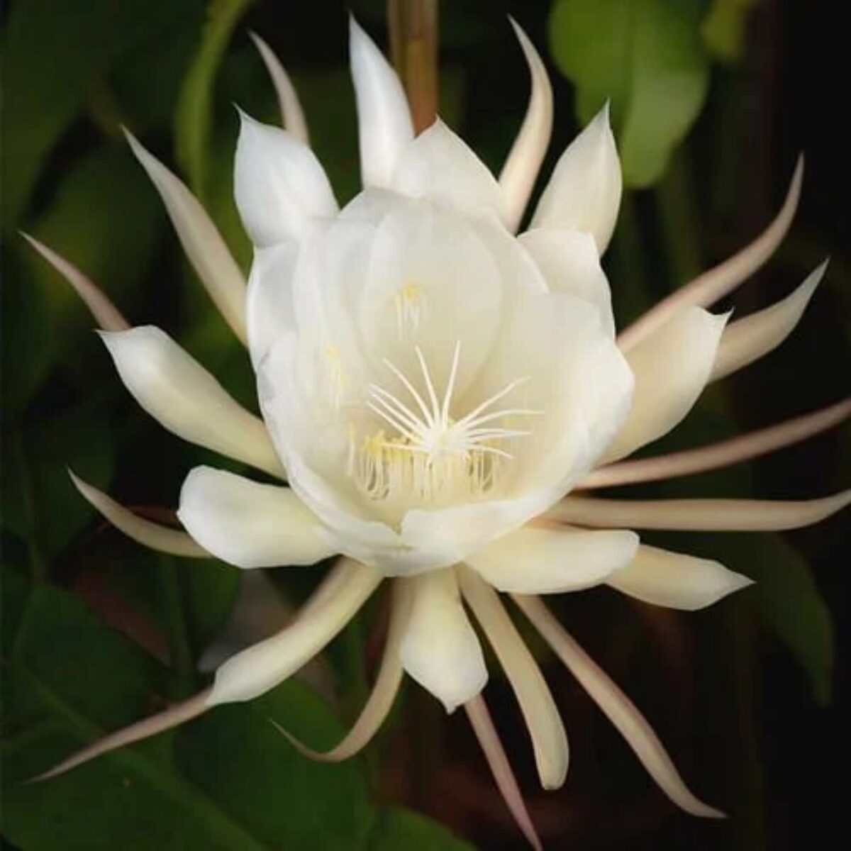 White Brahma Kamal Flower Plant – Rare and Sacred Night-Blooming Flower