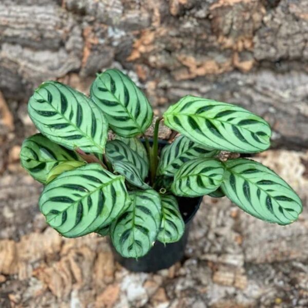 Calathea Burle