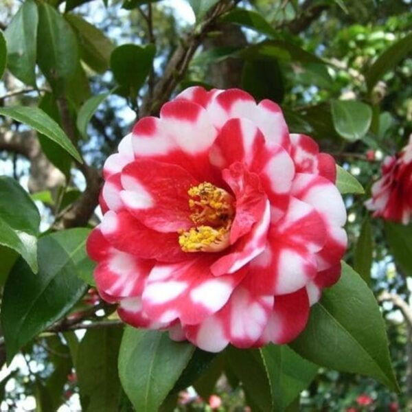 Camellia Flower Plant - Red White Mix