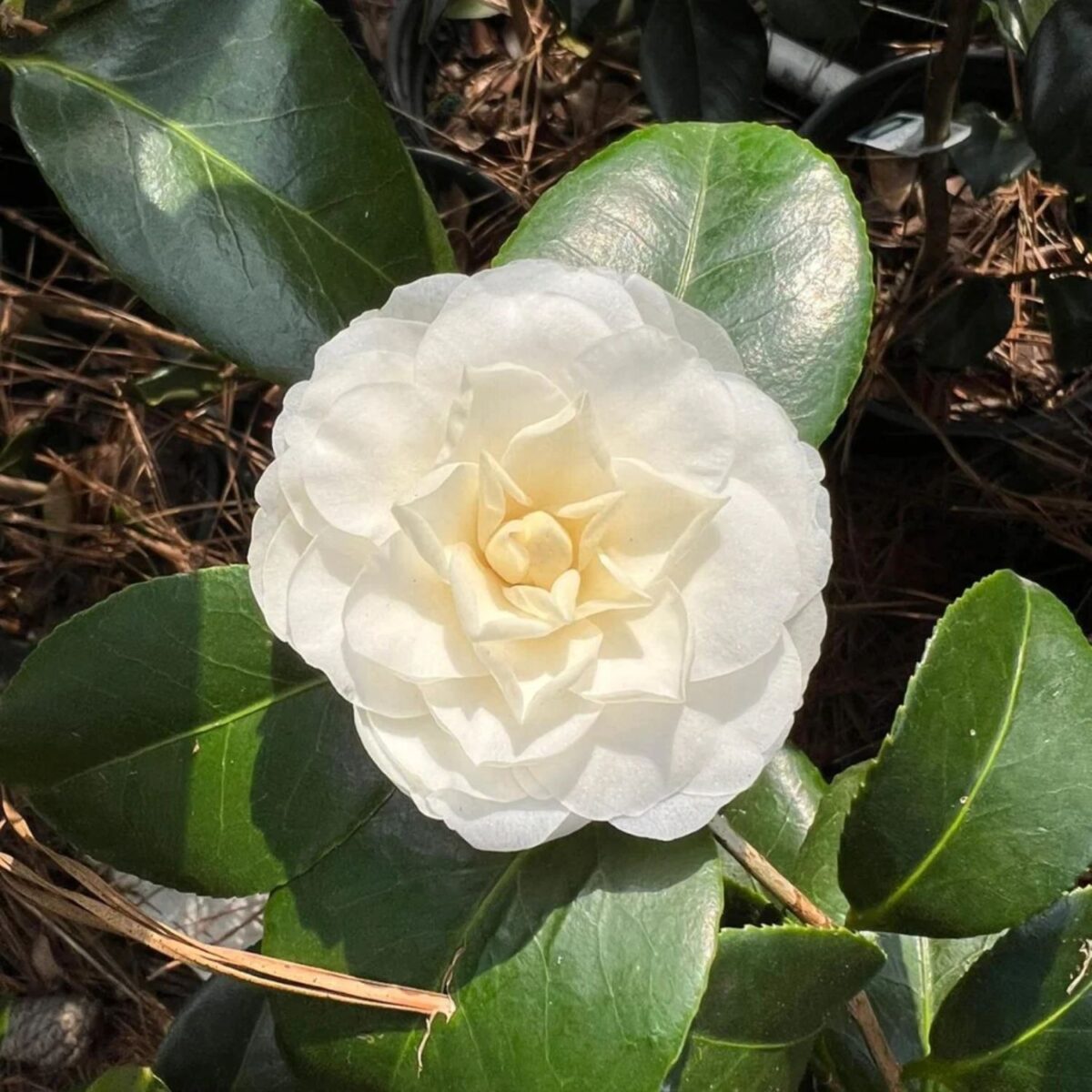 Camellia (China Rose) White Flower Plant with lush green foliage and elegant white blooms. A beautiful, low-maintenance flowering shrub perfect for gardens, balconies, and landscapes. Buy online from Bhumij Plants with PAN India delivery.