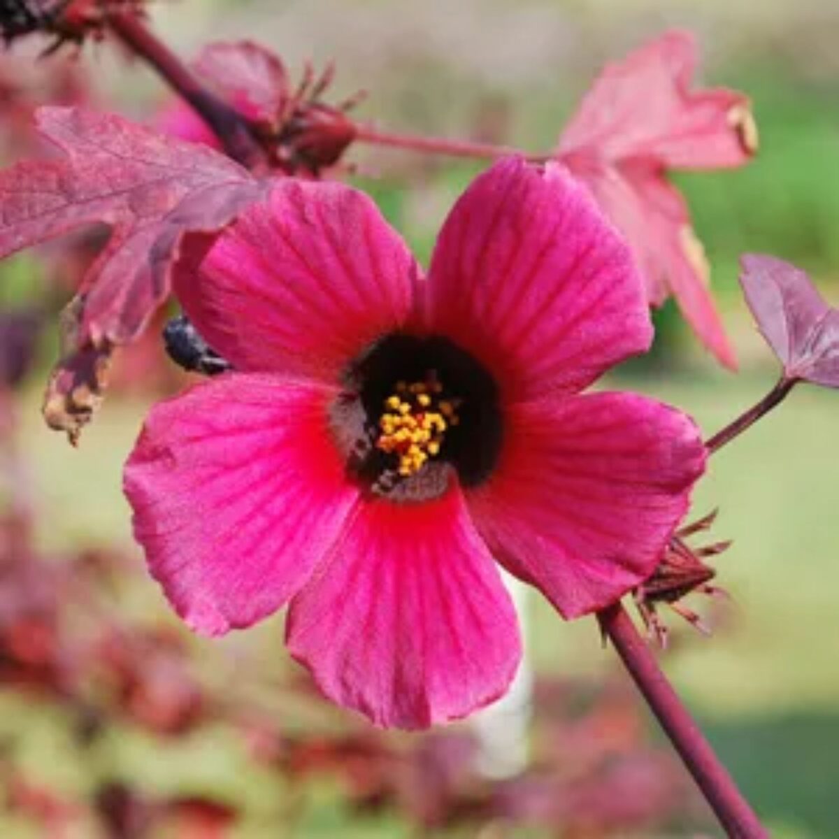 Cranberry Hibiscus Flower Plant – Unique Red Foliage and Bright Blooms