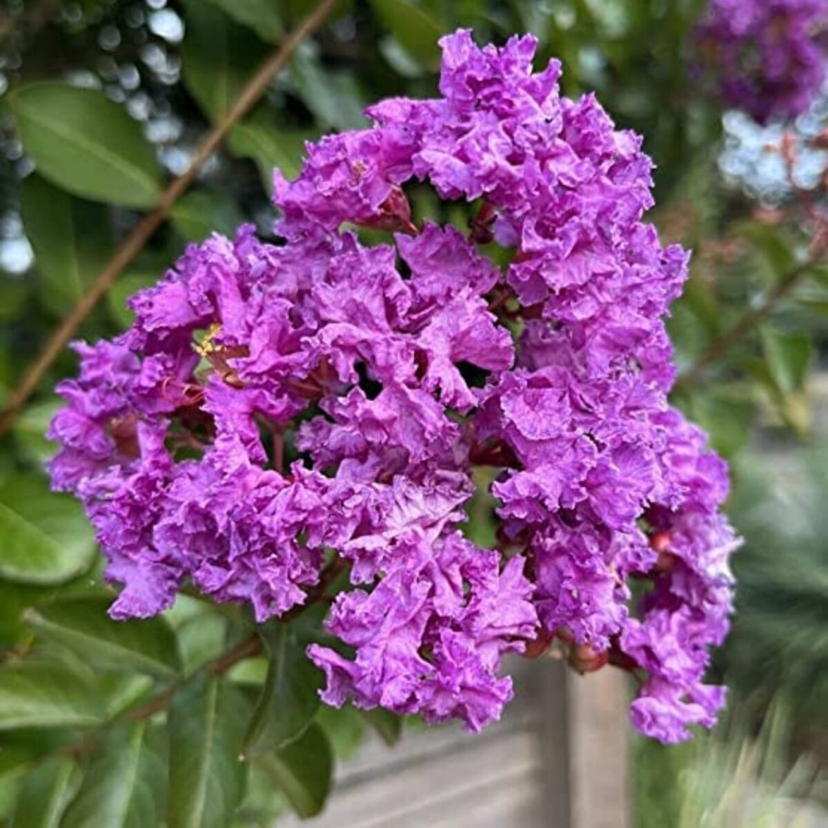 Furush Flower Plant – Blue with vibrant blooms, available for online purchase at BhumijPlants.com with Pan India delivery.
