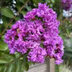 Furush Flower Plant – Blue with vibrant blooms, available for online purchase at BhumijPlants.com with Pan India delivery.